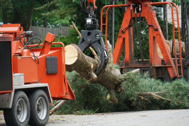 Best Grass Overseeding  in Anchorage, AK