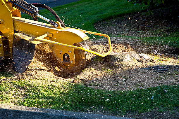 Professional Tree Services in Anchorage, AK