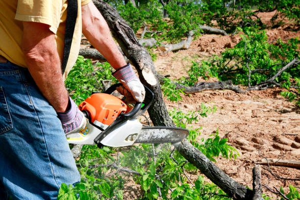 Best Lawn Renovation and Restoration  in Anchorage, AK